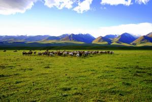 Naraty Grassland